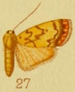Cyme coccineotermen Hampson 1914.png