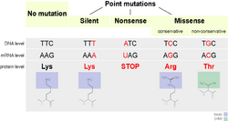 Different Types of Mutations.png