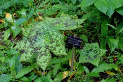 Dysosma versipellis 'Spotty Dotty' (Podophyllum versipelle) - Savill Garden - Windsor Great Park, England - DSC06476.jpg