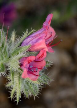 Echium rauwolfii flowers 1.jpg