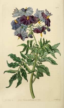Edwards' botanical register, or, Ornamental flower-garden and shrubbery .. (1829-1847) (21180624271).jpg
