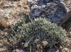 Eriogonum callistum (Tehachapi buckwheat) (7553623912).jpg