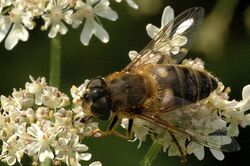 Eristalis.pertinax.female.jpg