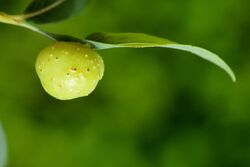 Eupontania viminalis on Salix purpurea (31920008455).jpg