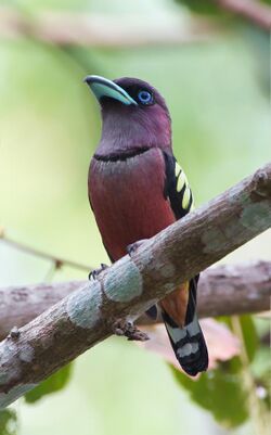 Eurylaimus javanicus - Khao Yai.jpg