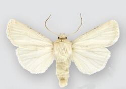 Euxoa lafontainei (male).JPG