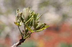 Leaves of a pistachio tree in Syria