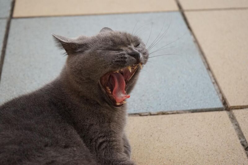 File:Gähnende, liegende graue Katze.jpg
