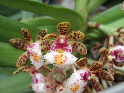 Gastrochilus bellinus.jpg