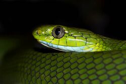 Green Cat Snake in Jalpaiguri.jpg