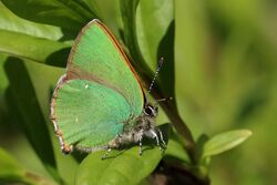 Green hairstreak (Callophrys rubi) 3.jpg