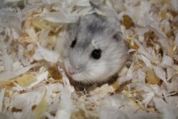 Grey Dwarf Hamster in habitat.jpg