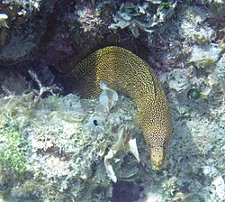 Gymnothorax miliaris (goldentail moray eel) (San Salvador Island, Bahamas) 3 (16171148365).jpg
