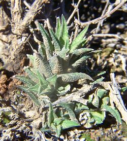 Haworthia venosa granulata - MBB.jpg