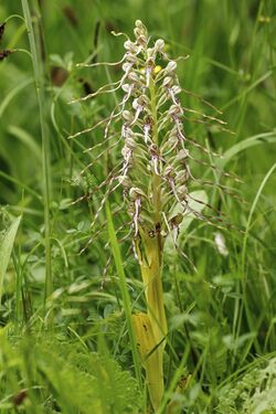 Himantoglossum hircinum LC0347.jpg