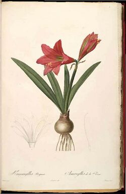 Hippeastrum reginae (2).jpg