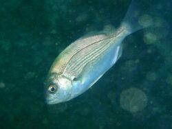 Hottentot seabream at Finlay's Point PA011672.JPG