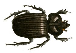 Illustrations of Exotic Entomology Phileurus Didymus.jpg