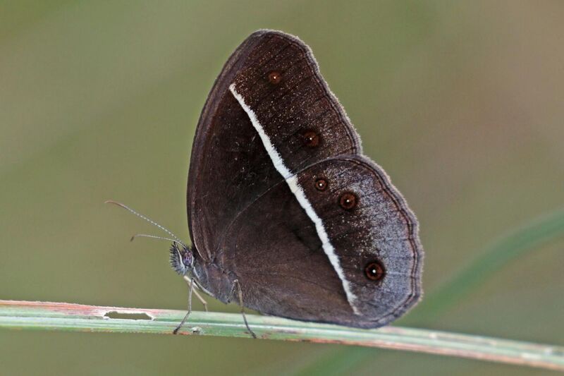 File:Jungle brown (Orsotriaena medus medus) dry season form underside Chitwan.jpg