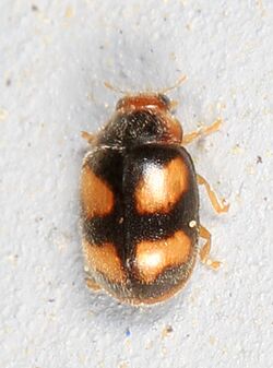 Lady Beetle - Diomus amabilis, SERC, Edgewater, Maryland - 17971681314.jpg