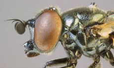 Lejogaster metallina male, Whistling Sands, North Wales, August 2012 (17517352935).jpg