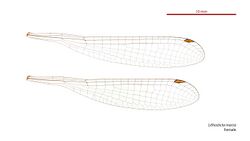 Lithosticta macra female wings (34441139250).jpg