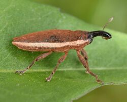 Lixus placidus (46235302234).jpg