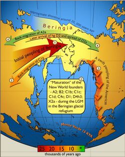 Schematic illustration of maternal geneflow in and out of Beringia.Colours of the arrows correspond to approximate timing of the events and are decoded in the coloured time-bar. The initial peopling of Berinigia (depicted in light yellow) was followed by a standstill after which the ancestors of indigenous Americans spread swiftly all over the New World while some of the Beringian maternal lineages–C1a-spread westwards. More recent (shown in green) genetic exchange is manifested by back-migration of A2a into Siberia and the spread of D2a into north-eastern America that post-dated the initial peopling of the New World.