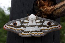 Marbled emperor moth heniocha dyops.jpg