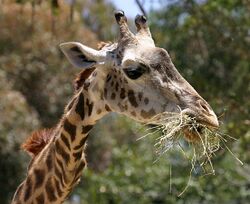 Masai Giraffe head.jpg