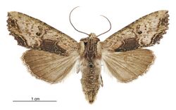 Meterana coeleno female.jpg