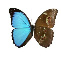 Morpho menelaus MV.jpg