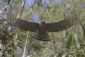 Mountain Hawk Eagle Mahananda WLS West Bengal India 07.12.2015.jpg