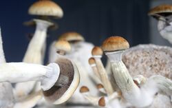Mushrooms growed with PF Tek.jpg