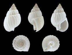 Nassarius niveus 01.JPG