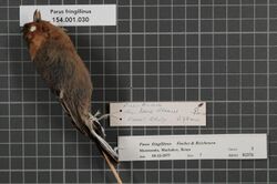 Naturalis Biodiversity Center - RMNH.AVES.82376 1 - Parus fringillinus Fischer and Reichenow, 1884 - Paridae - bird skin specimen.jpeg