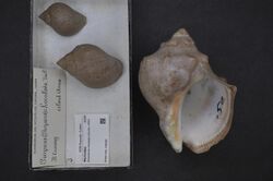 Naturalis Biodiversity Center - RMNH.MOL.198260 - Stramonita chocolata (Duclos, 1832) - Muricidae - Mollusc shell.jpeg