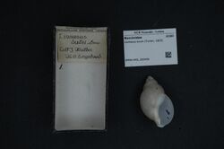 Naturalis Biodiversity Center - RMNH.MOL.200439 - Liomesus ovum (Turton, 1825) - Buccinidae - Mollusc shell.jpeg