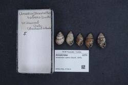 Naturalis Biodiversity Center - RMNH.MOL.373814 - Amastrella rubens (Gould, 1845) - Amastridae - Mollusc shell.jpeg