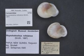 Naturalis Biodiversity Center - ZMA.MOLL.397814 - Rhynchotrochus rollsianus (Smith, 1887) - Camaenidae - Mollusc shell.jpeg
