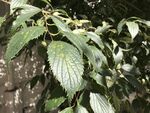 Nettle tree leaf.jpg