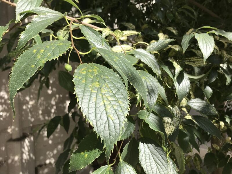 File:Nettle tree leaf.jpg