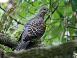 Oriental Turtle Dove RWD.jpg