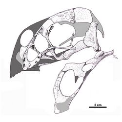 Oviraptor-philoceratops-skull.jpg