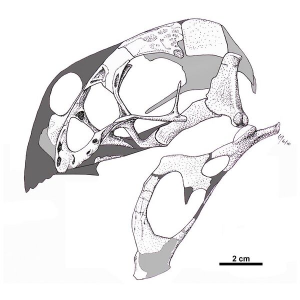 File:Oviraptor-philoceratops-skull.jpg