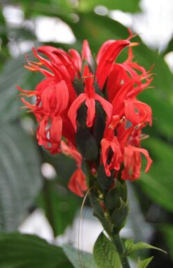 Pachystachys coccinea.jpg