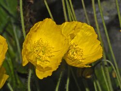 Papaveraceae - Papaver croceum-001.jpg