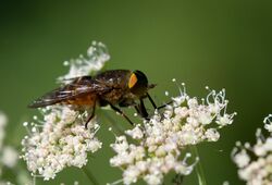 Philipomyia aprica M (Rateče, SLO).jpg