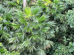 Pholidocarpus majadum imported from iNaturalist photo 328423333 on 11 November 2023.jpg
