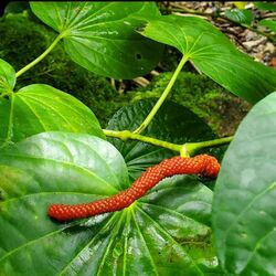 Piper guahamense fruit - Lost Pond, Dededo, Guam.jpg